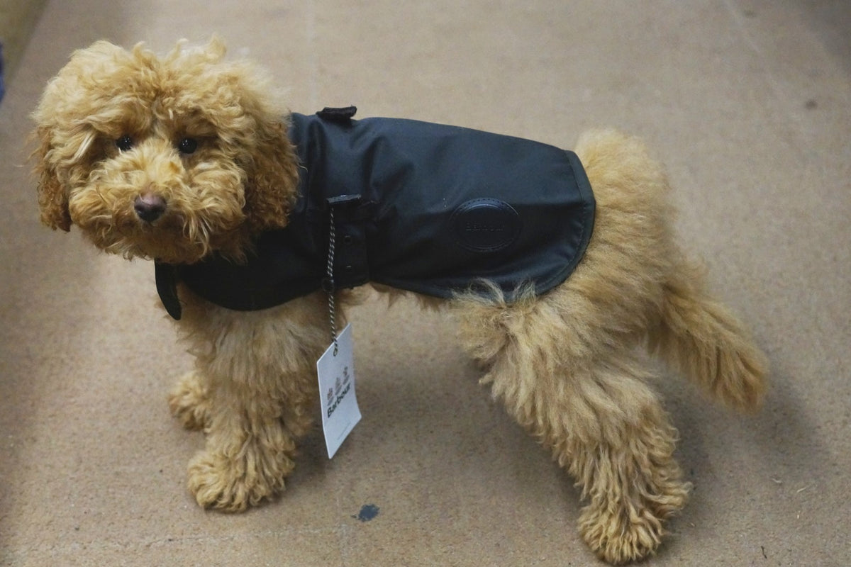 Barbour Dog Coat Olive Green Waxed Cotton DCO0003OL71 – Smyths